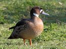 Bronze-Winged Duck (WWT Slimbridge April 2013) - pic by Nigel Key